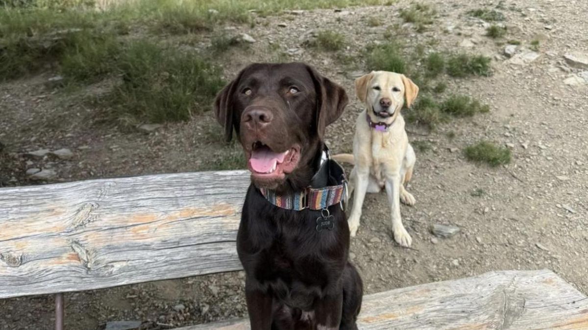 Jude espera una familia para su adopción