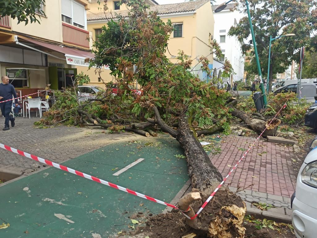 Árboles completamente caídos en la calle Don Fadrique