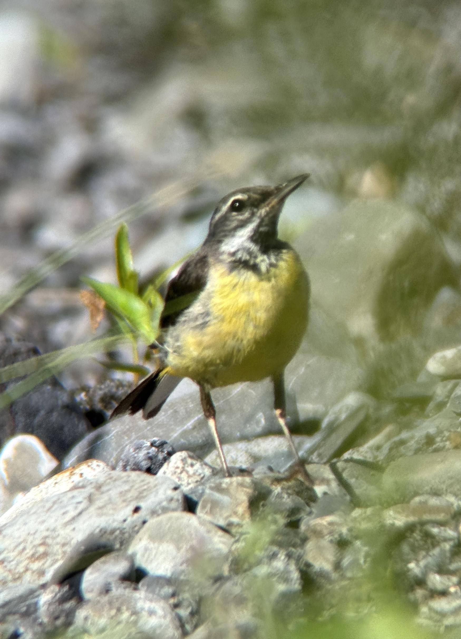 Lavandera cascadeña (Motacilla cinerea). Foto: ULRICH GOTH ROTH