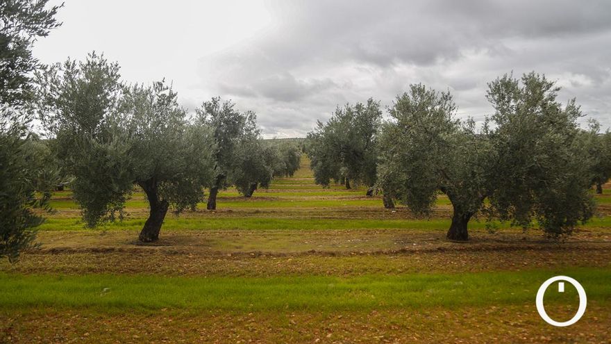 La situación "insostenible" de la aceituna de mesa en Córdoba: muchos agricultores se plantean no recoger la cosecha