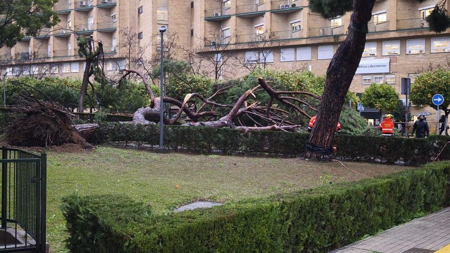 Herida una mujer tras la caída de un árbol en el Hospital Virgen del Rocío de Sevilla