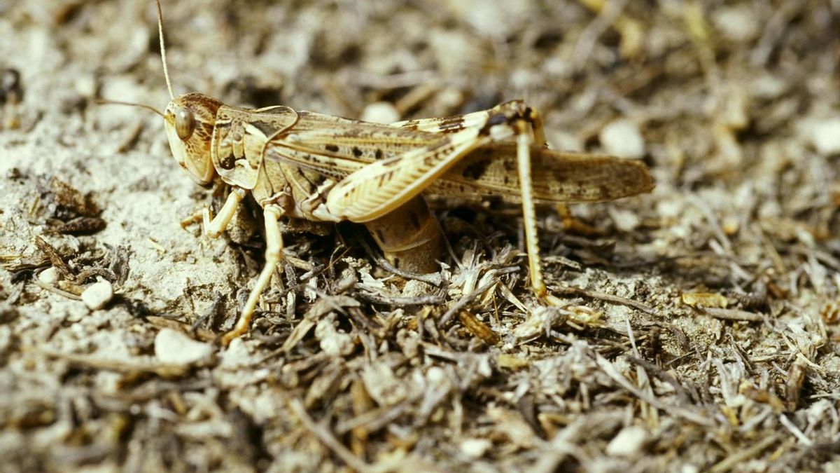 Langosta mediterránea.