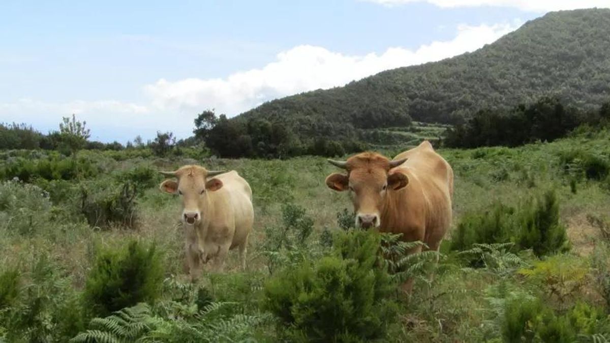 El Cabildo destina 172.000 euros  a fomentar y mantener la cabaña bovina y ovina