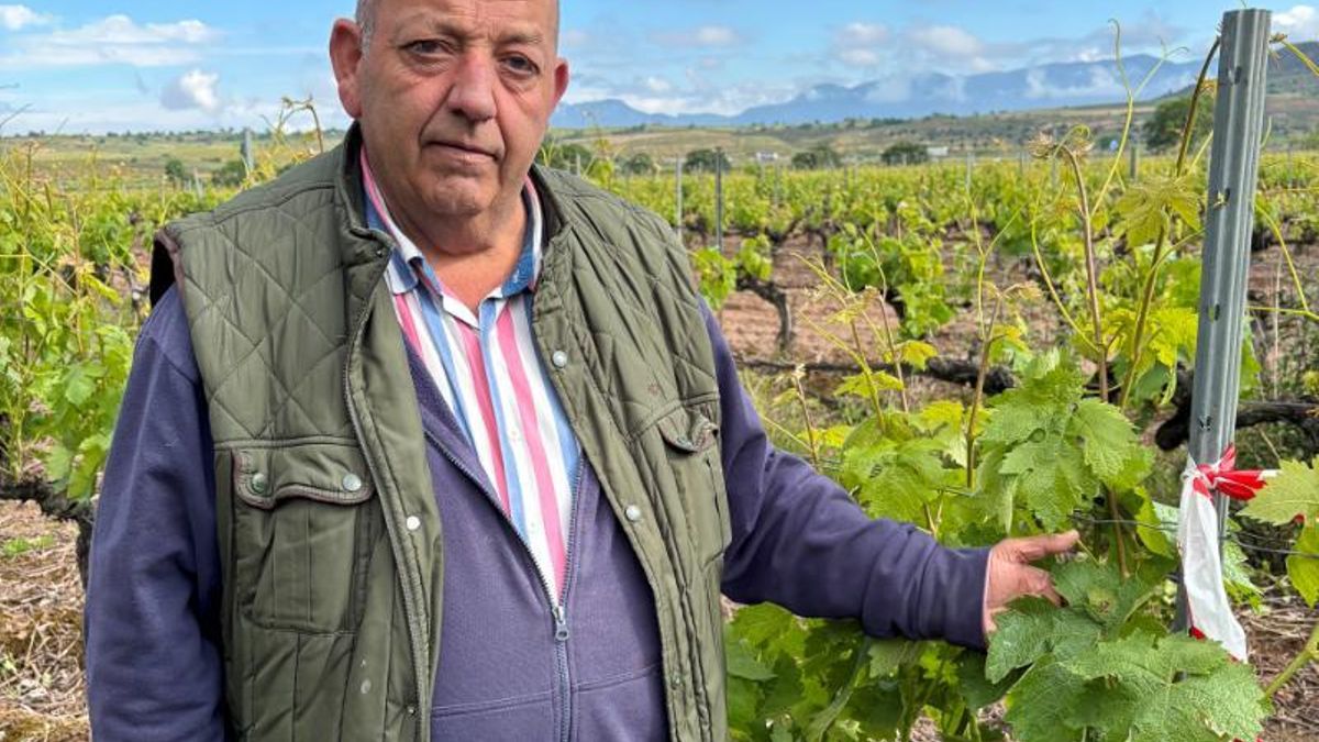 Confirmada la primera mancha de mildiu en La Rioja, en una viña en San Asensio