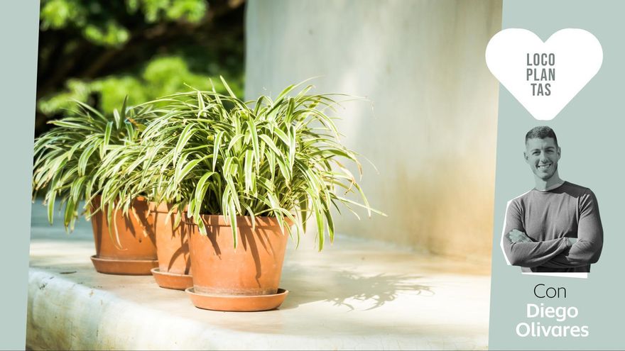 Cómo evitar que tus plantas se achicharren con el calor: guía práctica para salvarlas en verano