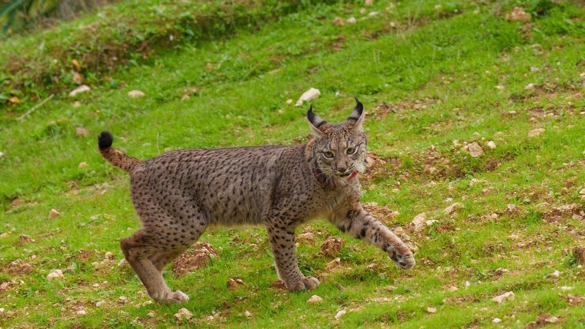 Avistado un lince ibérico en Euskadi por primera vez en más de un siglo