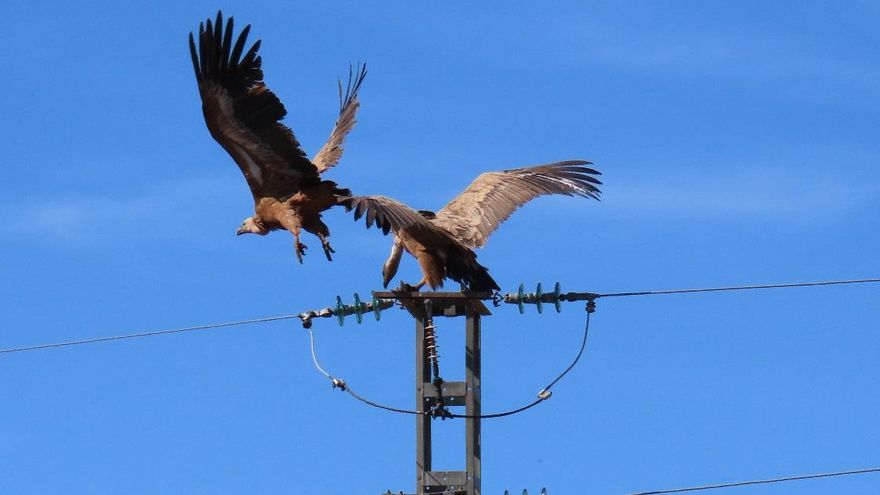 Atropellos, líneas eléctricas y aerogeneradores causan la mitad de la muertes de la fauna salvaje en Castilla y León