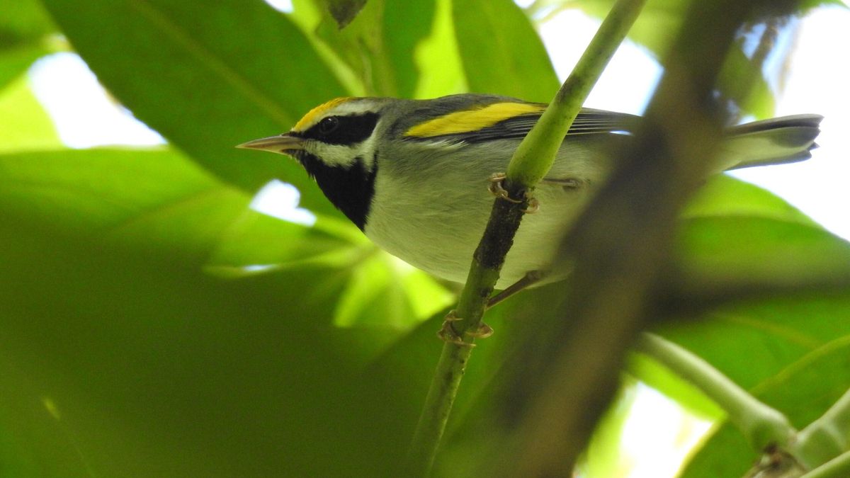 Reinita alidorada (Vermivora chrysoptera). Foto: cortesía: Paz Irola