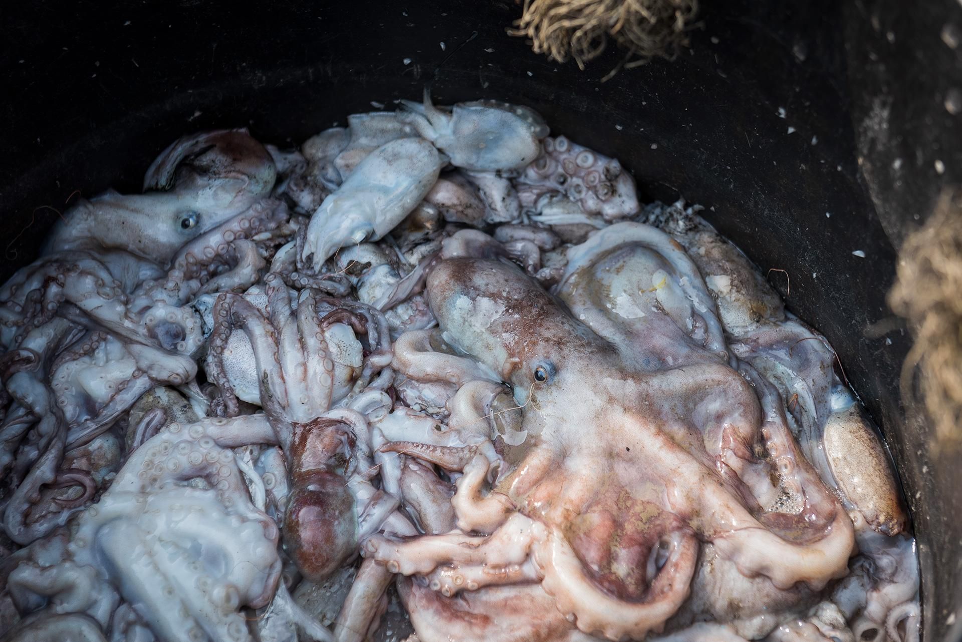 Pulpos. Documental 'Seantience'