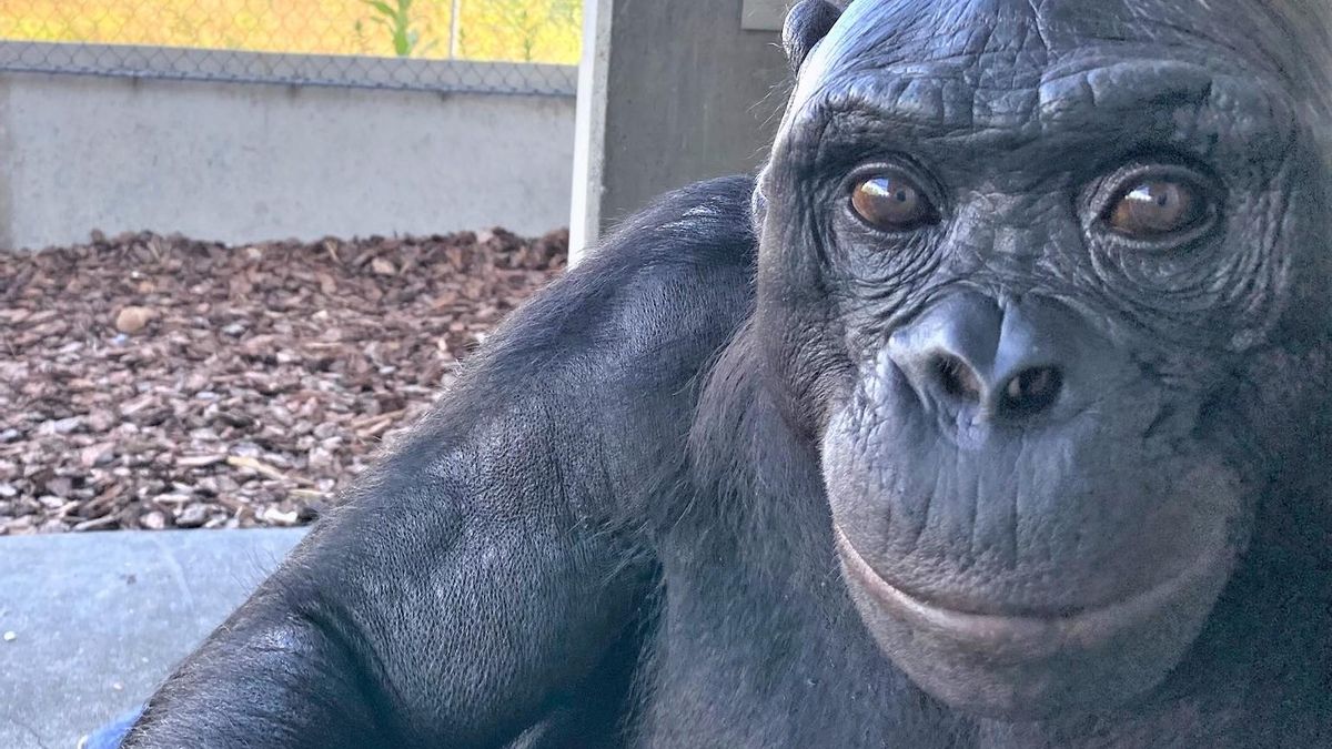 Los simios poseen la capacidad de imaginar y fingir al igual que los humanos