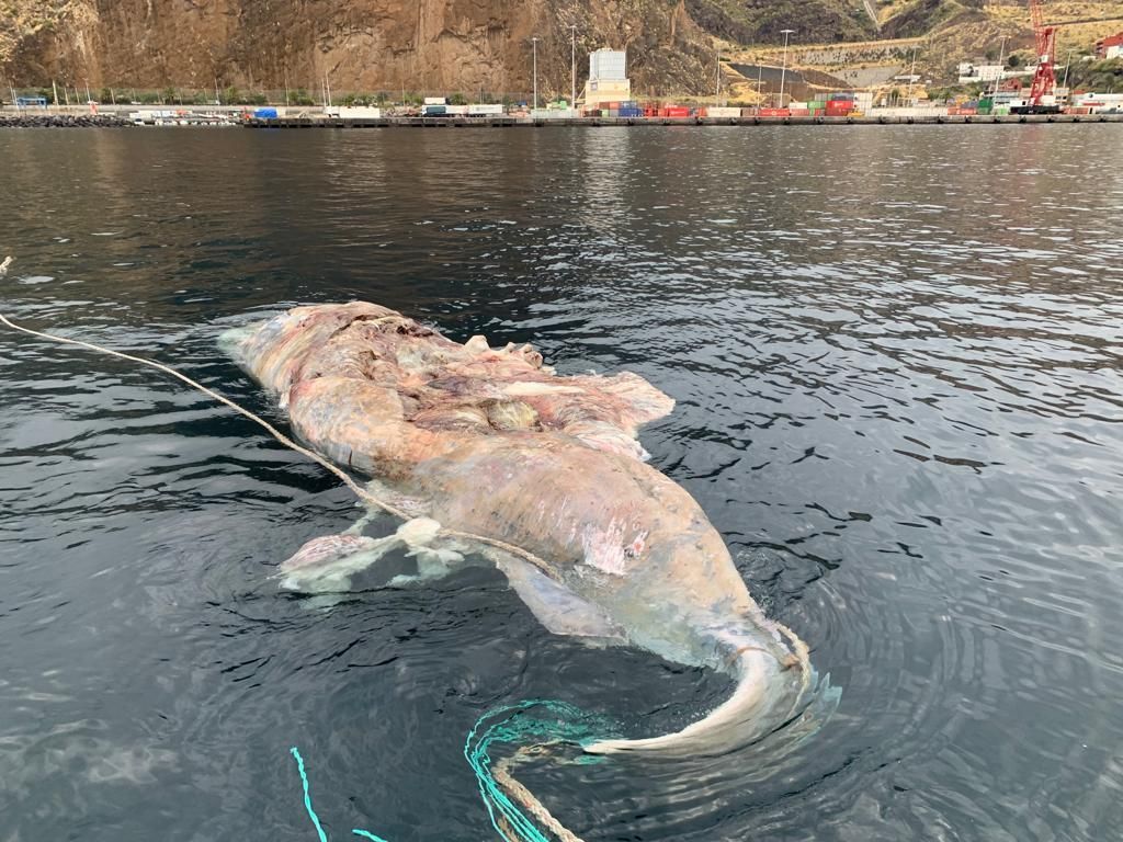 Los restos del cachalote, en la tarde de este martes, en el Puerto de Santa Cruz de La Palma tras ser remolcado por la embarcación Alphard  de Salvamar.