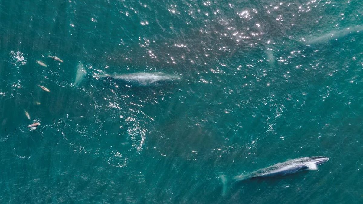 Durante los siglos XIX y XX, las ballenas sei fueron cazadas por su grasa. Foto: Diego Cabanas/Proyecto Cetáceos San Jorge