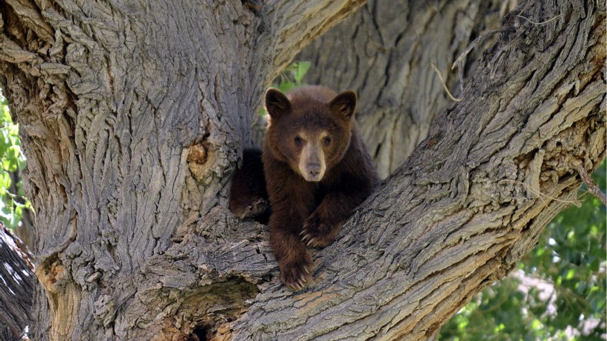 Mueren un hombre y su perro por ataque de oso en Florida