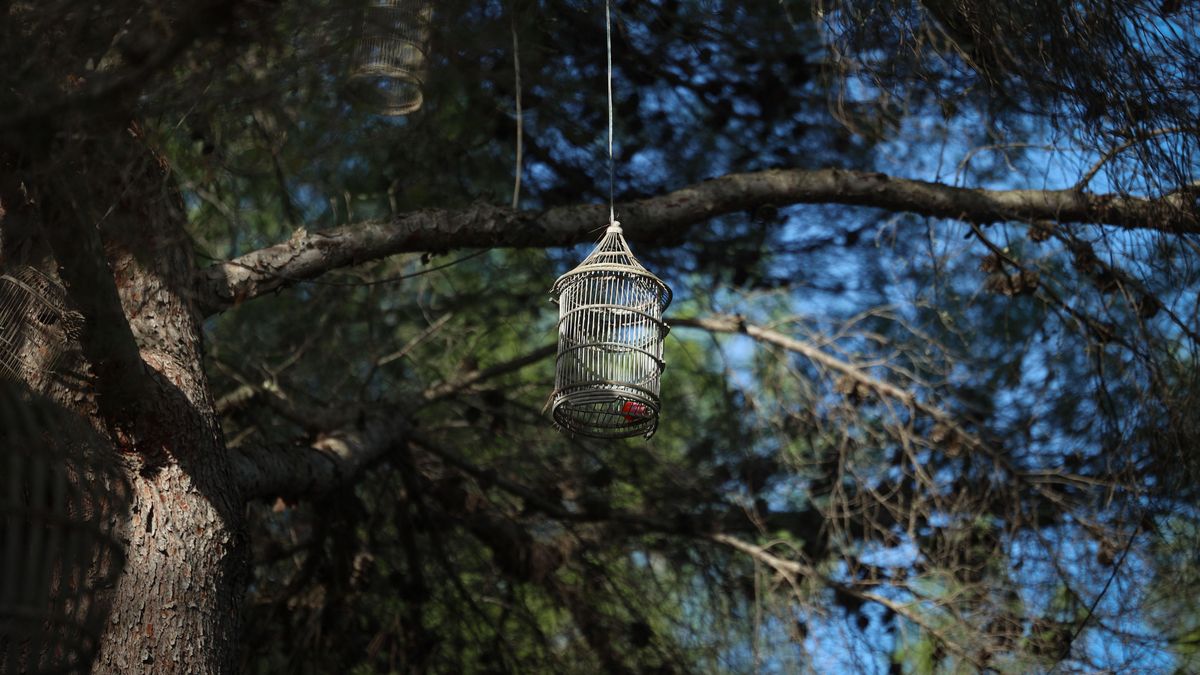 Varias jaulas para pájaros en uno de los árboles de Casa Lola, ubicada en medio del campo, en es Cubells.