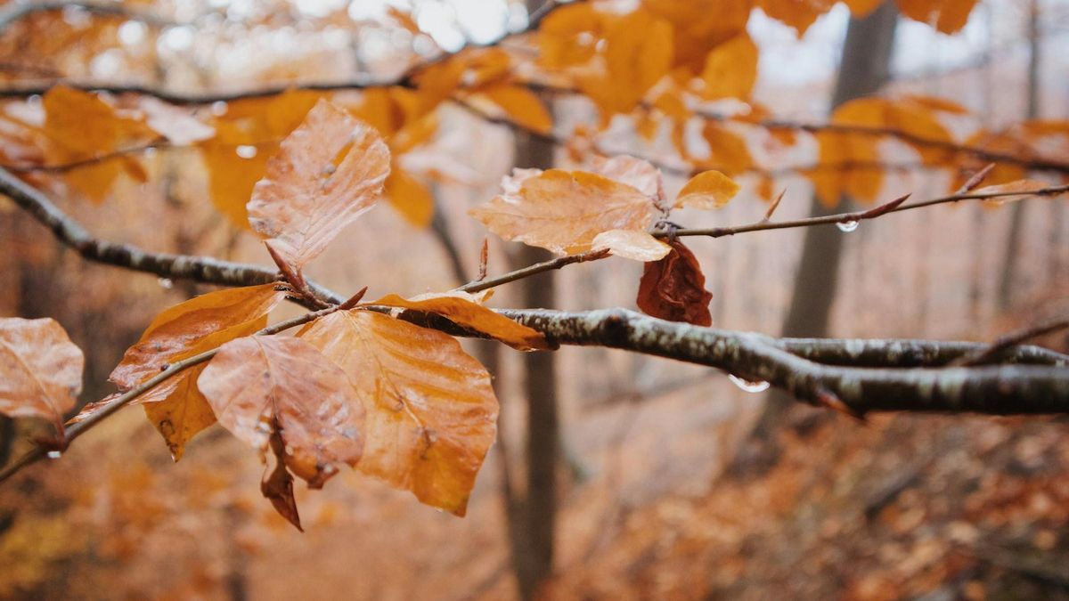 El otoño transforma los bosques del Montseny.