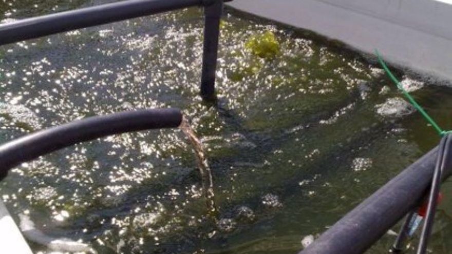 Imagen de archivo de purines en una instalación ganadera