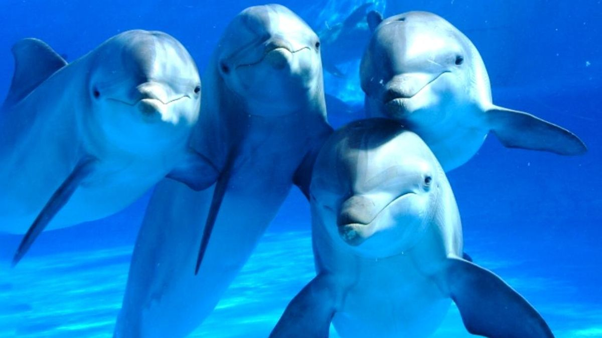 Los delfines de Cabrera tienen un "nombre" propio: ¿qué son los silbidos firma y cómo funcionan?