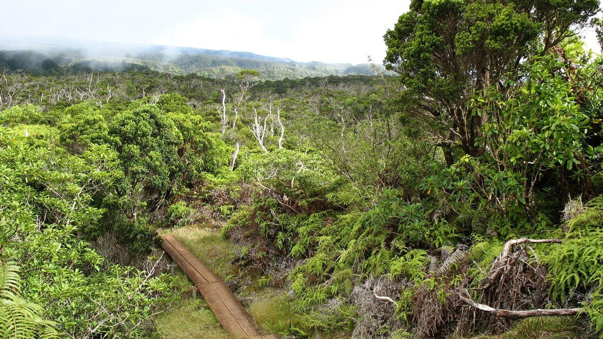 Las aves actúan sobre estructuras situadas a la misma altura