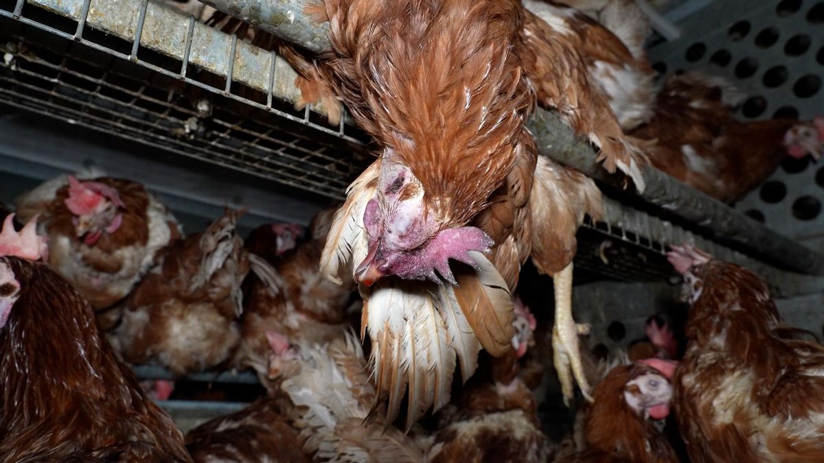 Una de las gallinas de la macrogranja de Avícola Ballester.