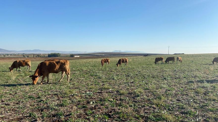 Reclaman ayudas a la Junta para los ganaderos con animales afectados por Enfermedad Hemorrágica en Castilla-La Mancha
