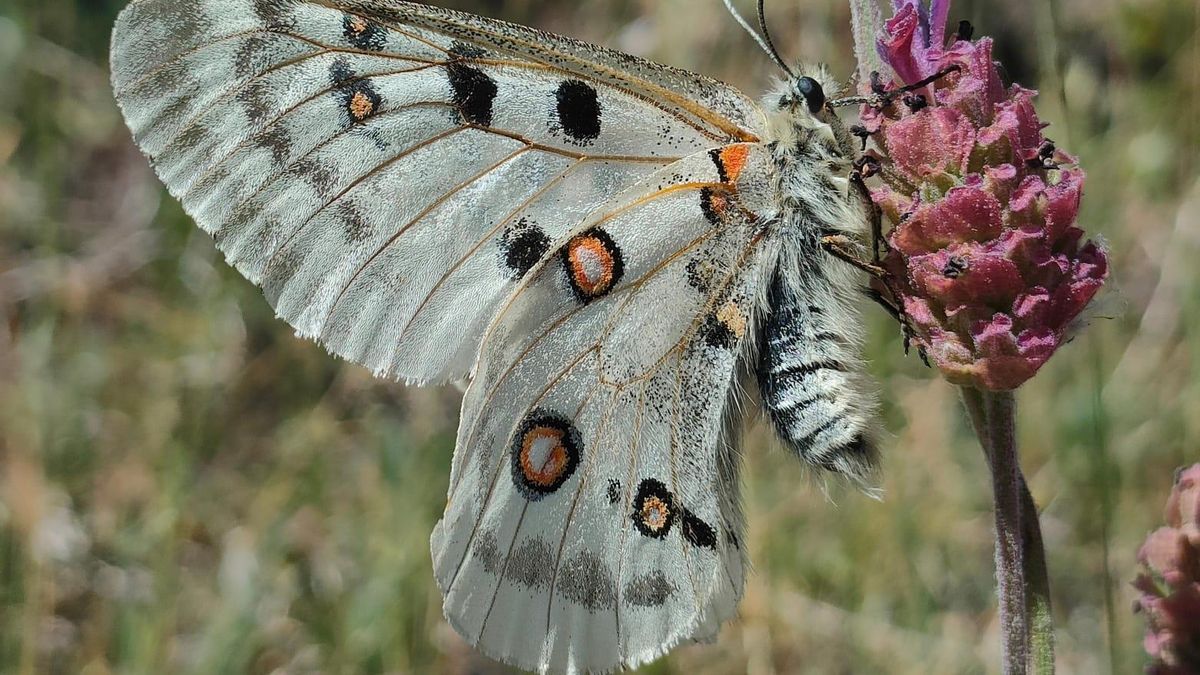 Investigadores de la UMU lideran la creación de la mayor base de datos artrópodos de la península ibérica