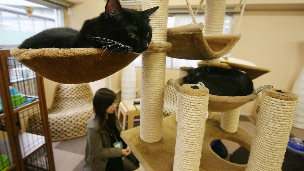 'Economía gatuna': cómo la fiebre de Japón por los gatos alimenta una industria millonaria