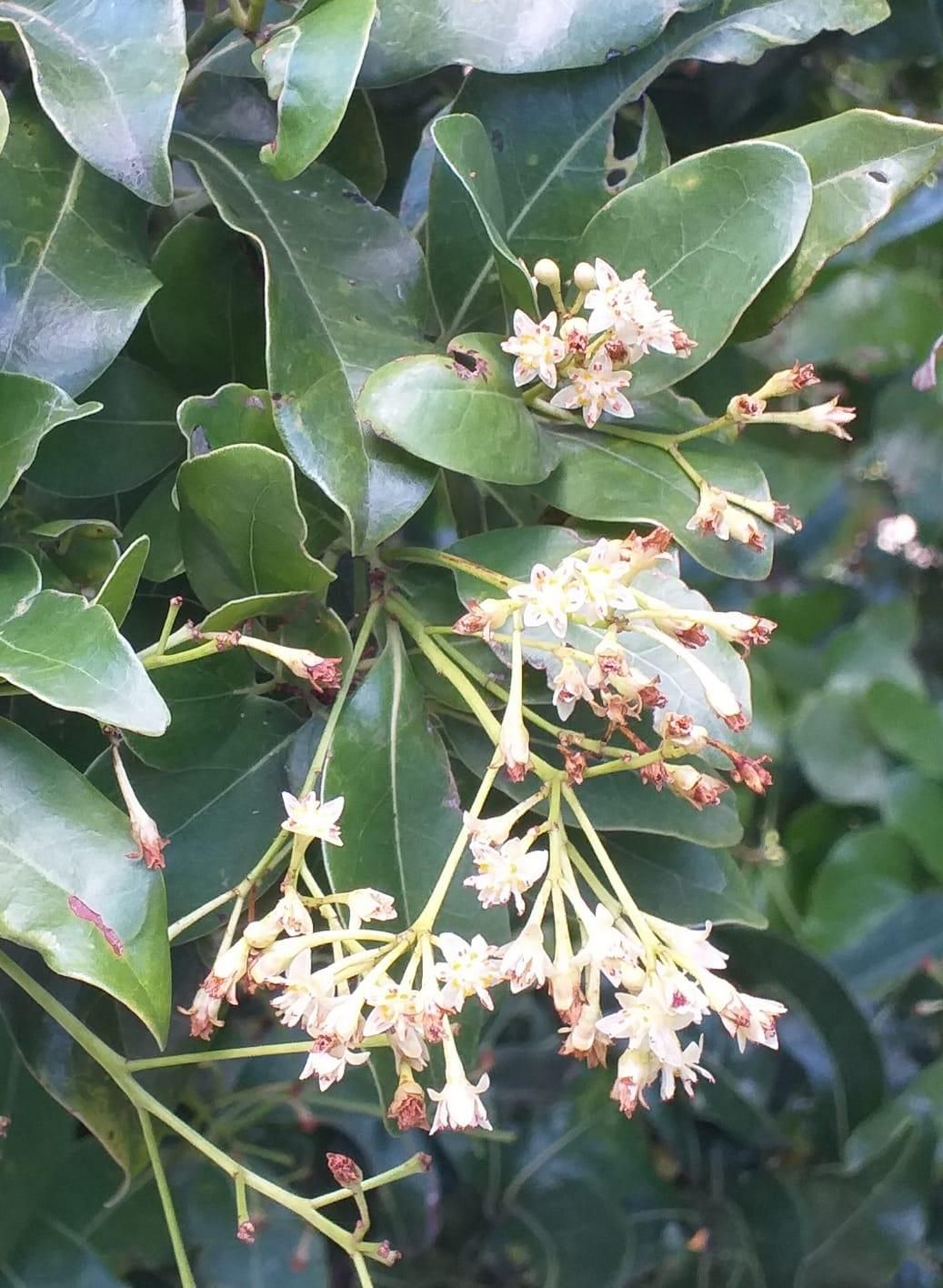 El barbusano (Apollonias barbujana). Velhoco, La Palma.