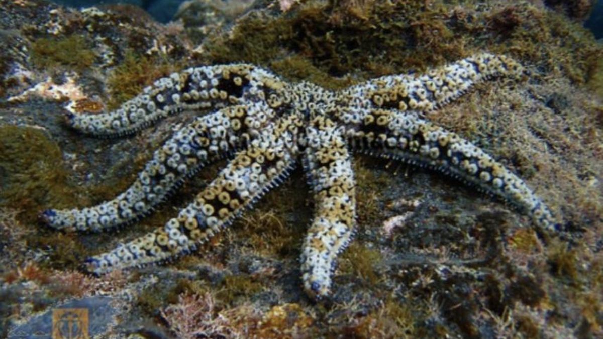 Estrella de mar 'Coscinasterias tenuispina'