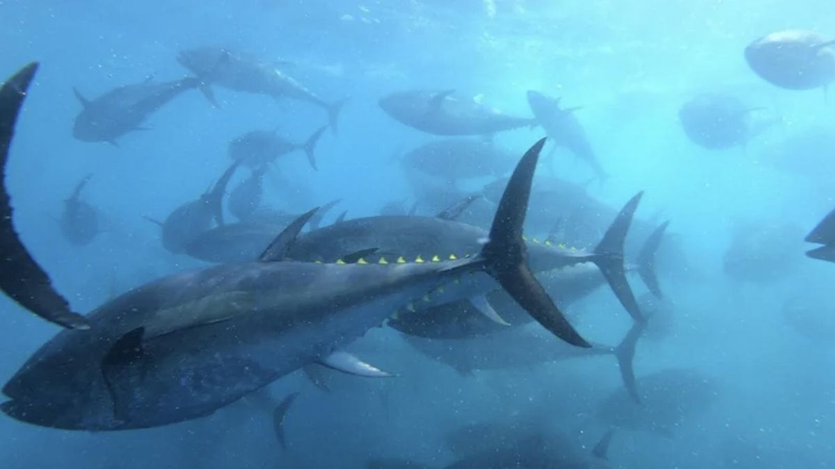 El Gobierno canario se opone al proyecto para el engorde de atunes en jaulas marinas