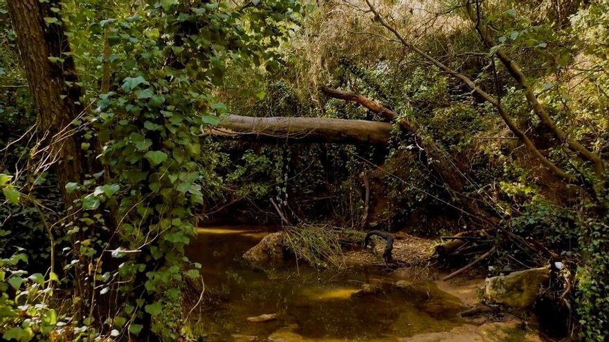 Abren un nuevo expediente de sanción a una empresa ya multada por captación ilegal de agua del Bejarano