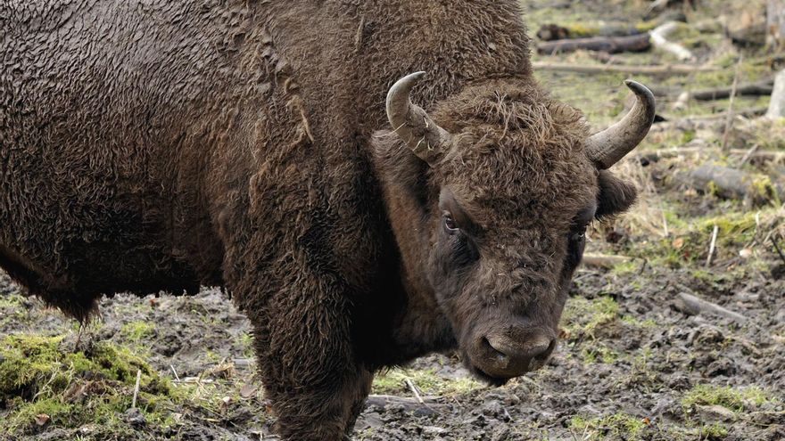 ¿Cómo es posible que hubiera bisontes hace 4.000 años en lo que hoy es Navarra? El esqueleto casi completo y el arma del crímen aportan pistas decisivas