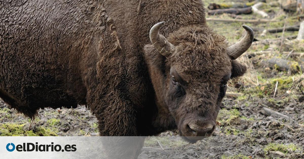 ¿Cómo es posible que hubiera bisontes hace 4.000 años en lo que hoy es Navarra? El esqueleto casi completo y el arma del crímen aportan pistas decisivas