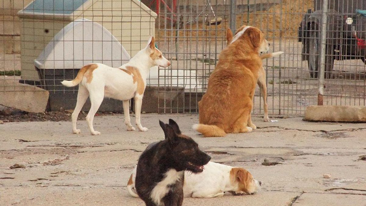 La Diputación de León apoya con 10.000 euros la labor de protectoras de animales de la provincia