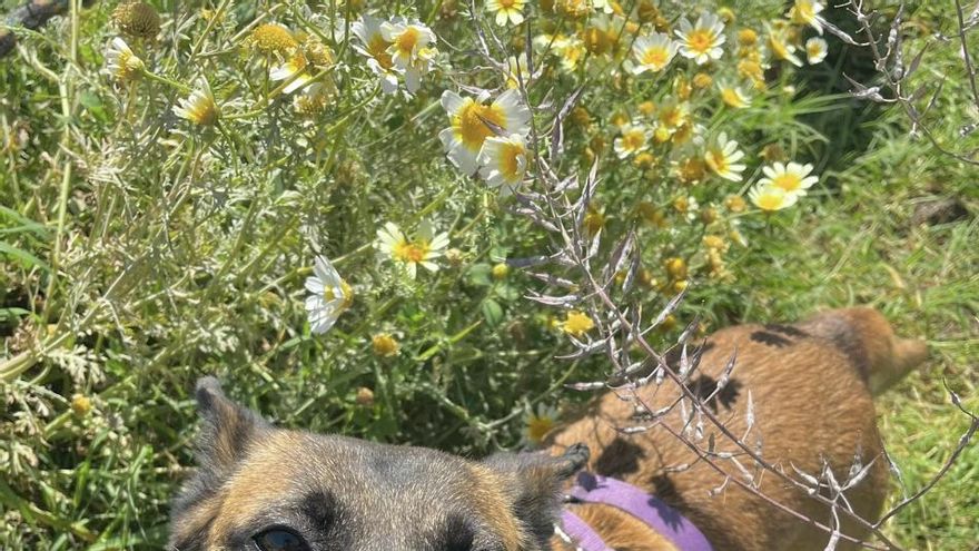 La historia de pundonor de Lana, la perra encontrada en la calle poco después de haber parido