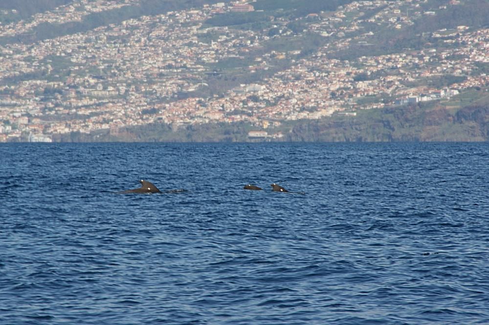 Un grupo de ballenas piloto frente a la costa de Funchal