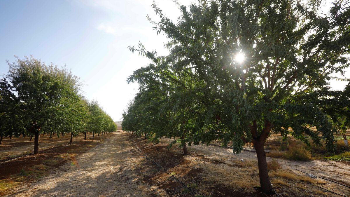 Un centenar de productores de almendra se concentran en la lonja de Albacete para pedir transparencia en las cotizaciones