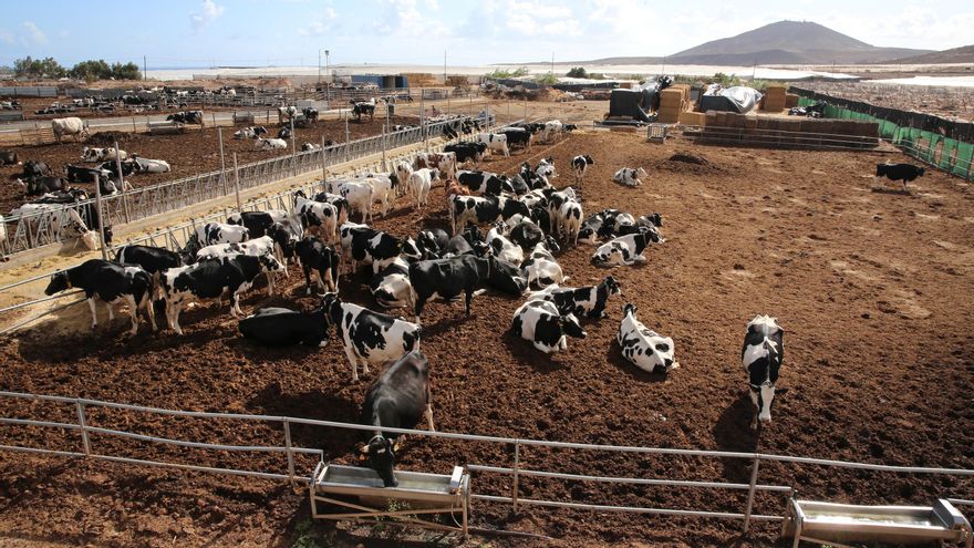 La maraña burocrática atrapa a más del 30% de las explotaciones ganaderas canarias en un limbo legal