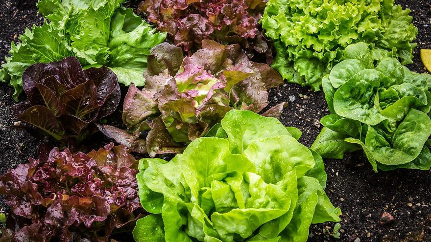 Convocada una manifestación en Iniesta para protestar contra el cierre de la fábrica de Vegetales de la Mancha, del grupo Florette