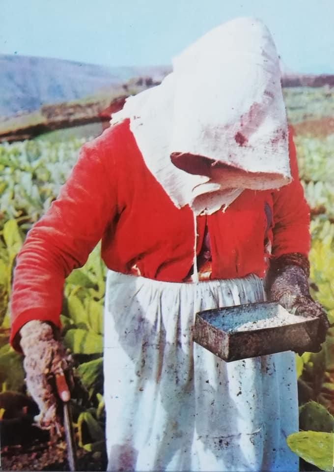 Mujer recogiendo cochinilla, Lanzarote. Foto: Gabriel. Arrecife