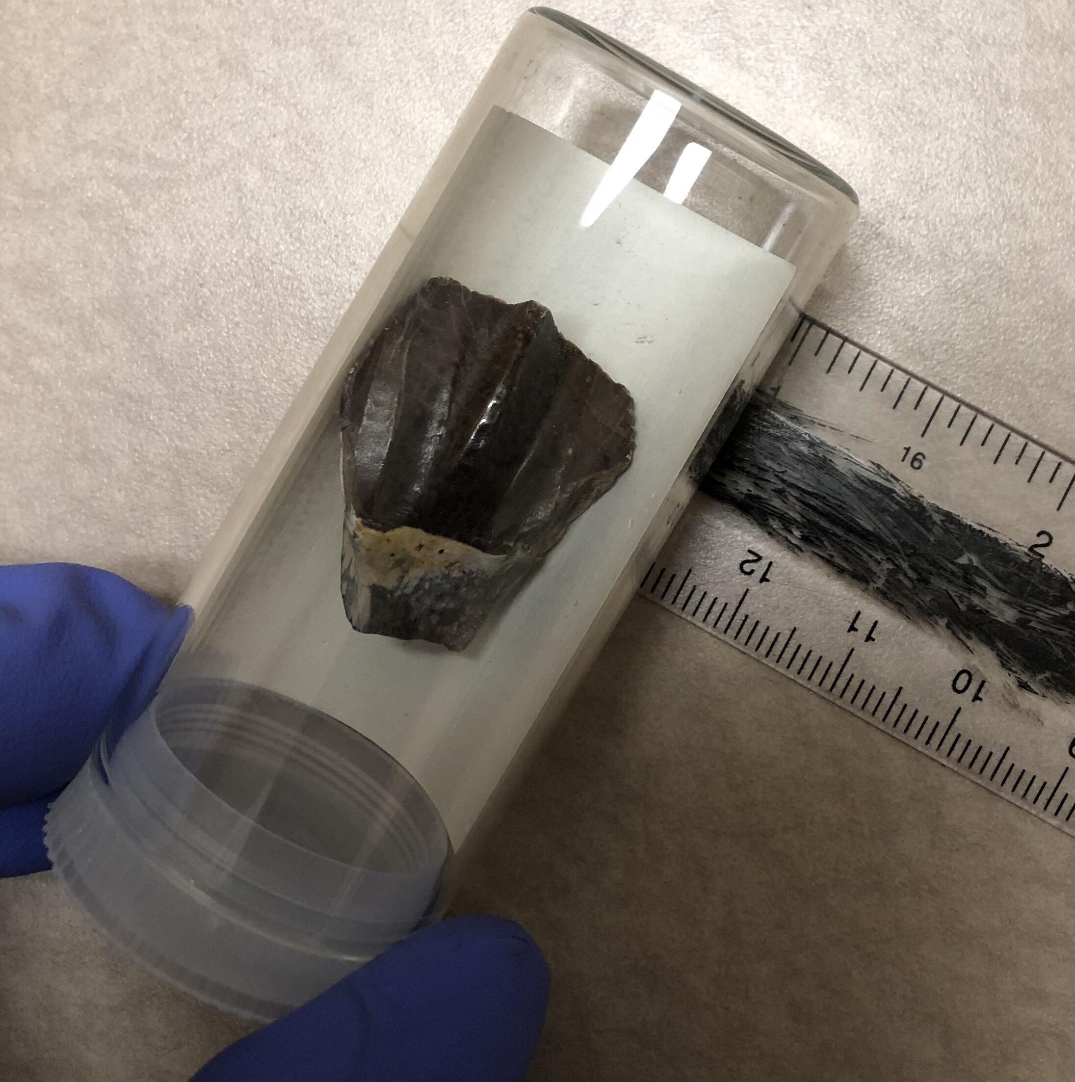 Un diente de Tenontosaurus tilletti procedente del yacimiento de la Formación Cloverly, conservado en un vial de vidrio