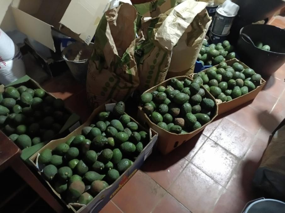 Aguacates para el desecho o la mal venta. Breña Alta (La Palma). Foto: J.R. Pedrianes