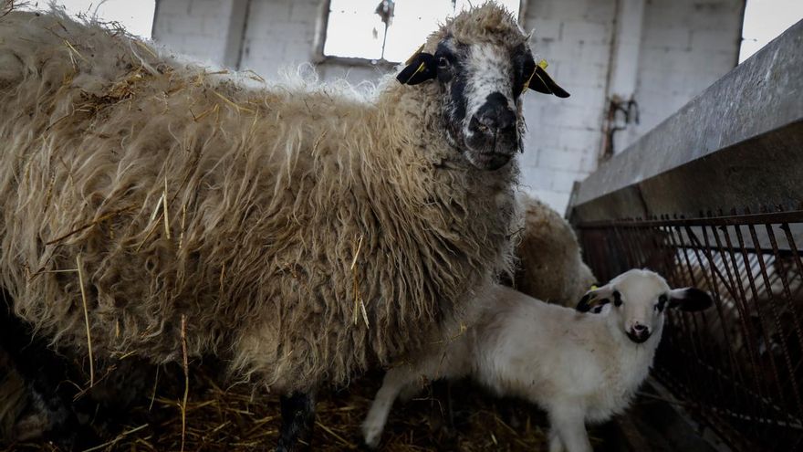 Los Veintisiete alcanzan un acuerdo sobre la futura PAC y piden destinar un 20% de los pagos directos a los ecoesquemas