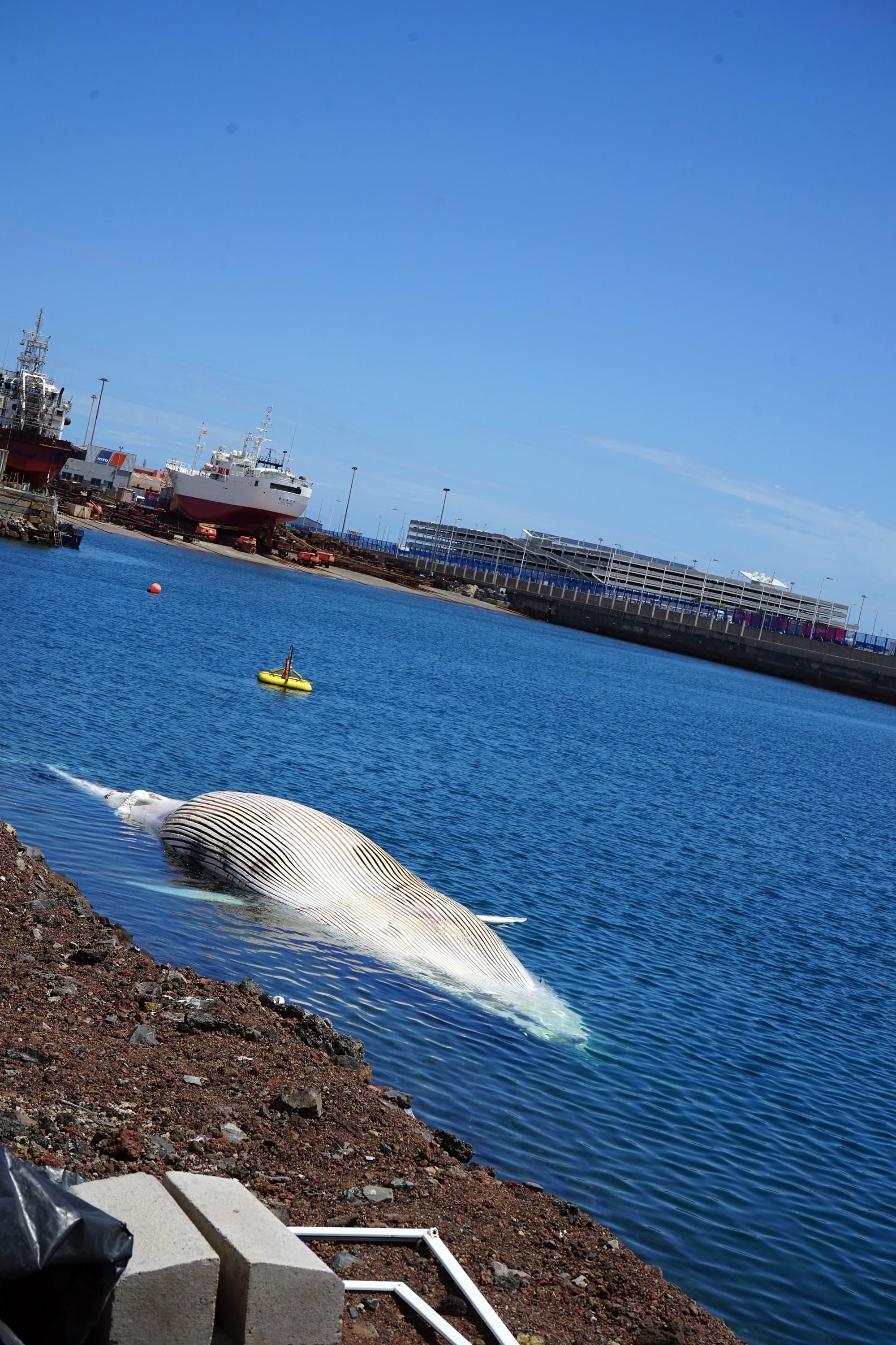 Ballena de grandes dimensiones que apareció sin vida cerca de Gran Canaria.