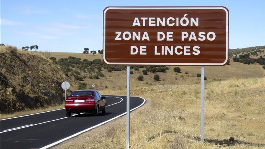 Hallan un lince muerto en un lazo ilegal cerca de Andújar (Jaén)