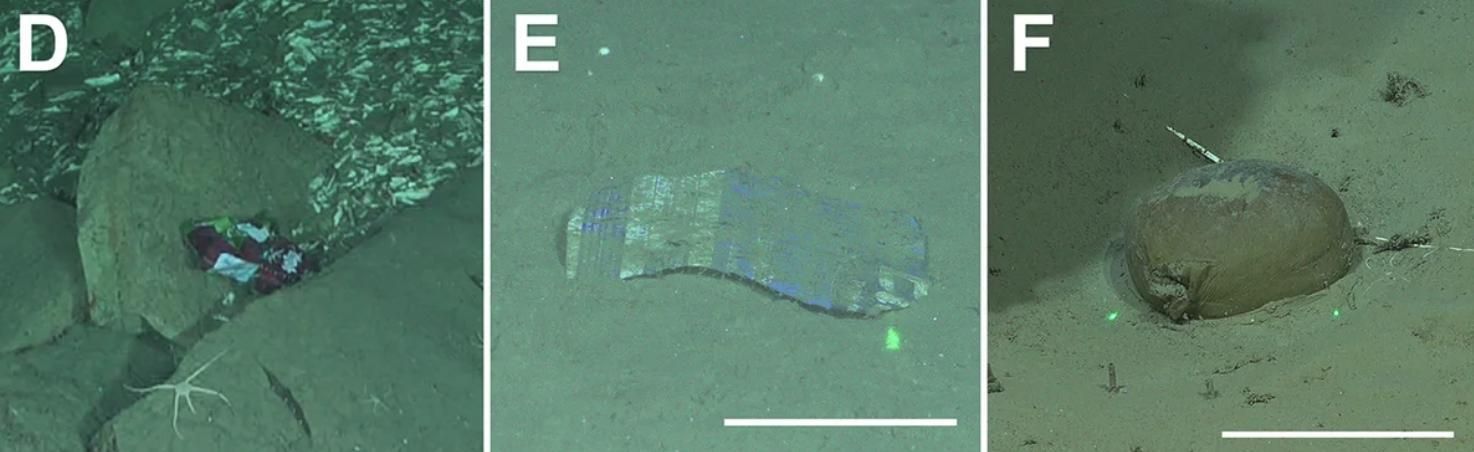 Los investigadores advierten de posibles desplazamientos de organismos y cambios ecológicos futuros