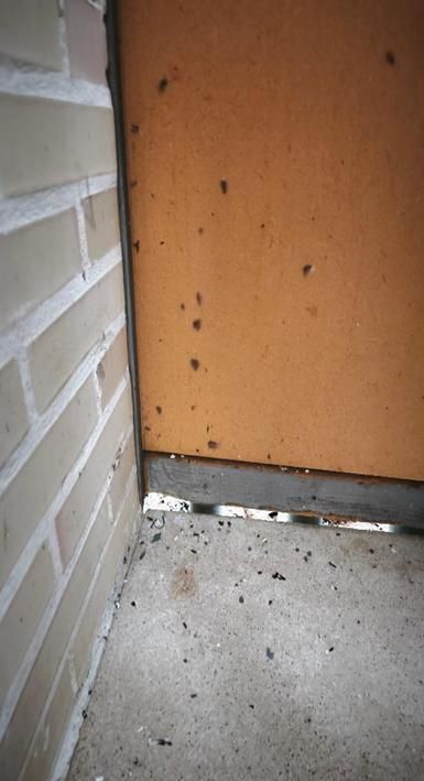 Parte superior del muro, restos de deposiciones de aves