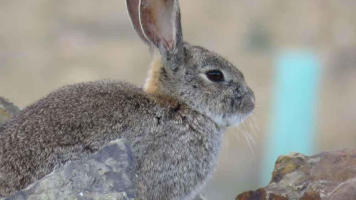 La asociación ecologista WWF pide a Castilla-La Mancha que retire el Plan de acción por la sobrepoblación de conejo