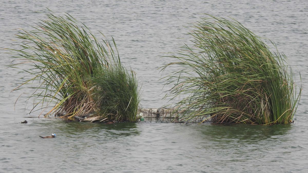 Islas flotante en la EDAR de Cabezo Beaza