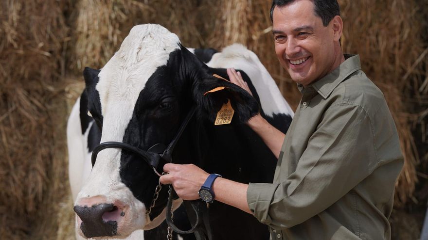 Fadie, la vaca 'talismán' que Juanma Moreno visitaba en campaña en Córdoba y ya no está en estas elecciones