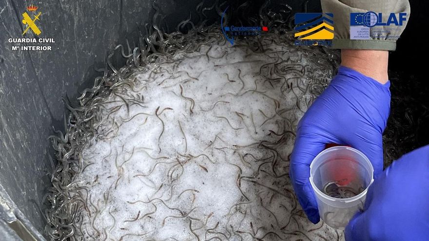 Detenidas diez personas en Gipuzkoa y el sur de Francia por tráfico ilegal de angulas